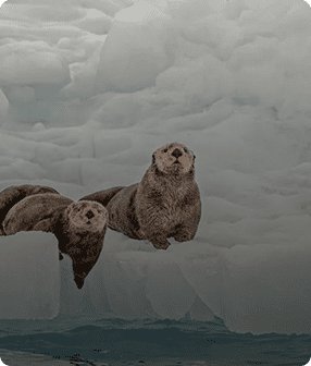 Otters floating in a cloudy sky.